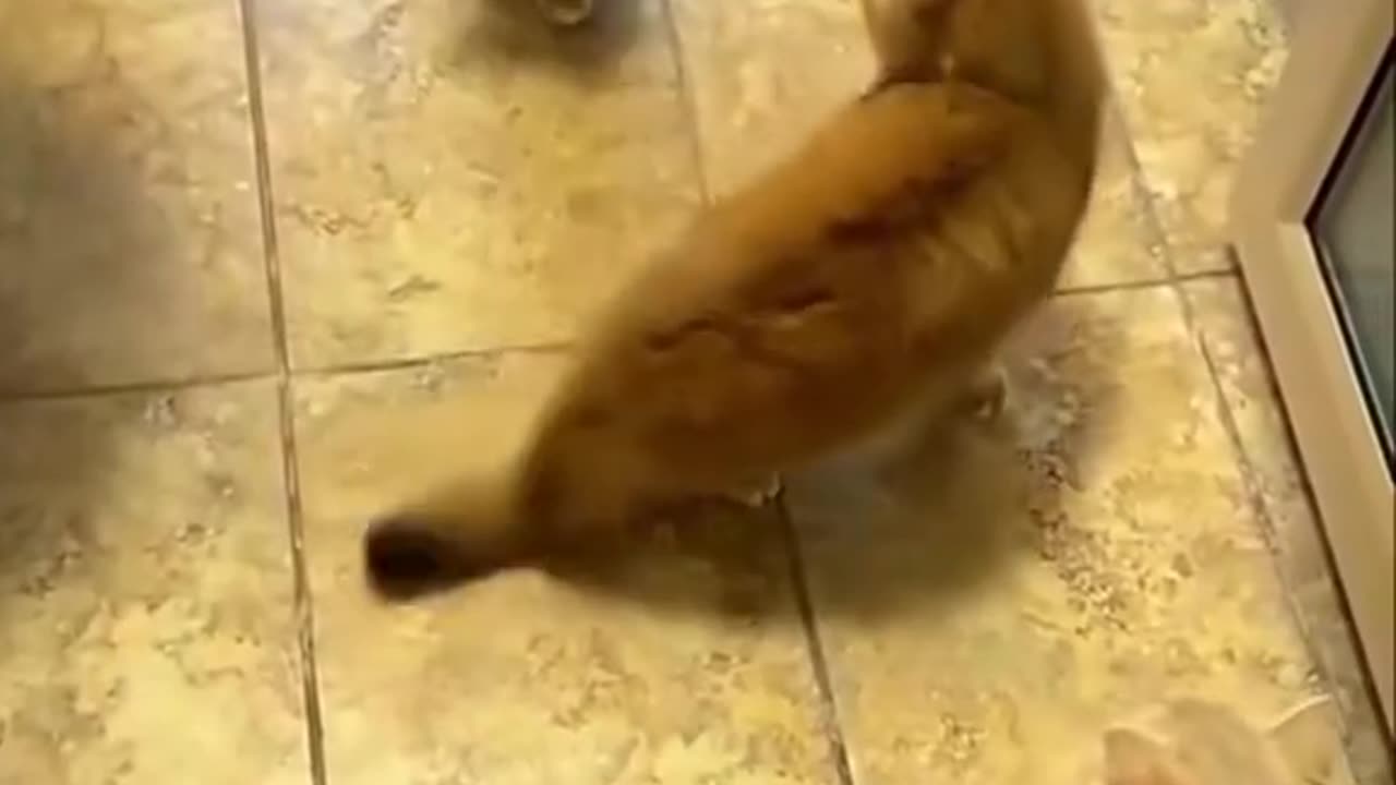 "Ultimate Cat Wrestling Showdown! 🐾🐱💥"