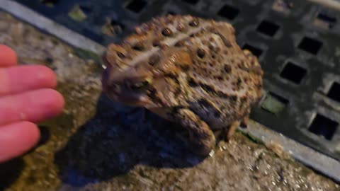American Toad.