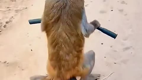 Monkey Steals a Bike and Rides It Like a Pro!