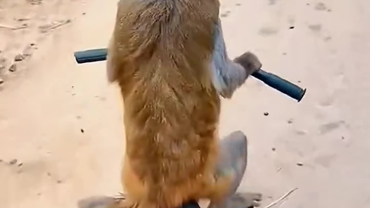 Monkey Steals a Bike and Rides It Like a Pro!