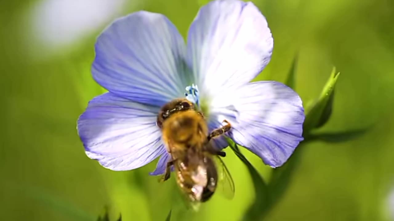 Amazing Wild Animals in 4K | Majestic Wildlife Moments from Nature"