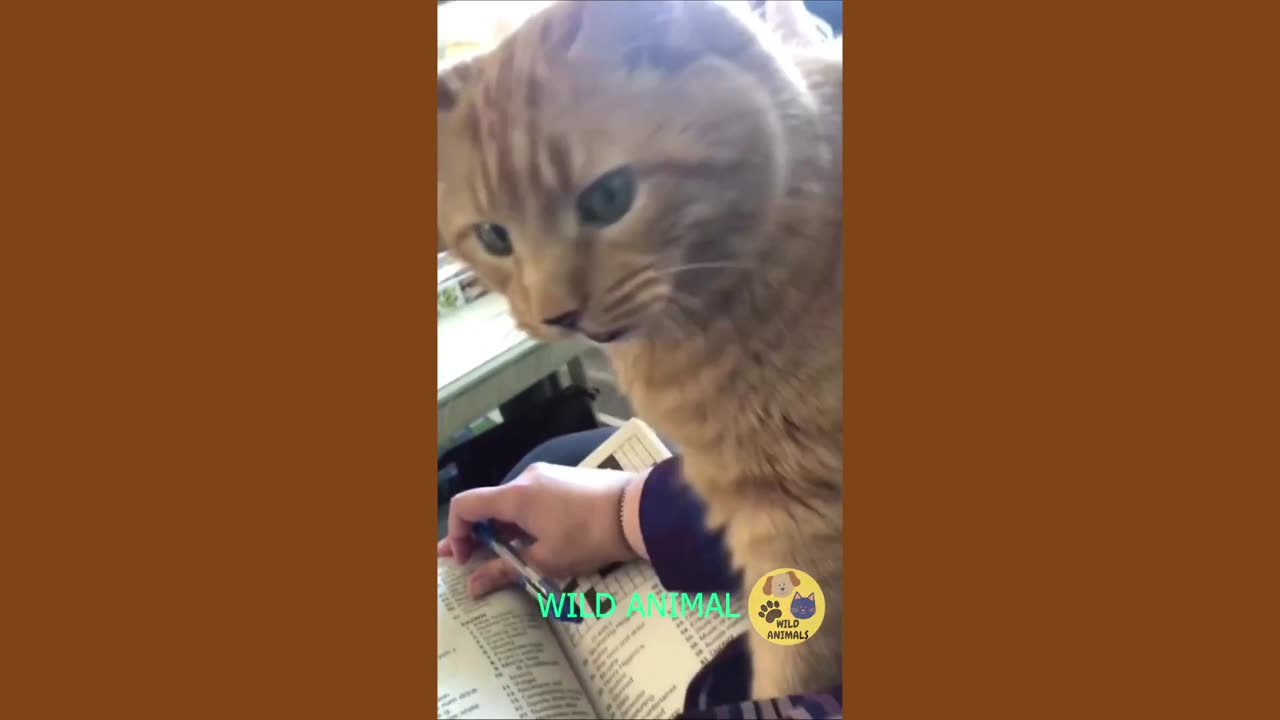 funniest dogs and cats videos best funny cats and dogs videos of 2023
