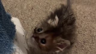 Kitten climbing the stairs.