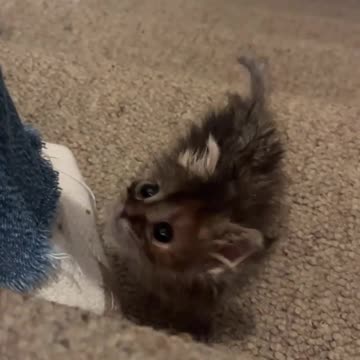Kitten climbing the stairs.