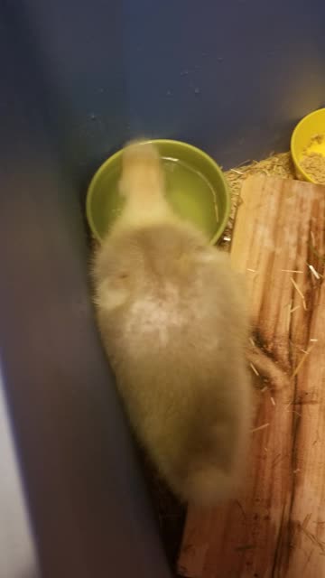 Join Tooey and Lemongrab for a peaceful breakfast. #SparklegleamFarm #Tooey #Lemongrab #farm #goose