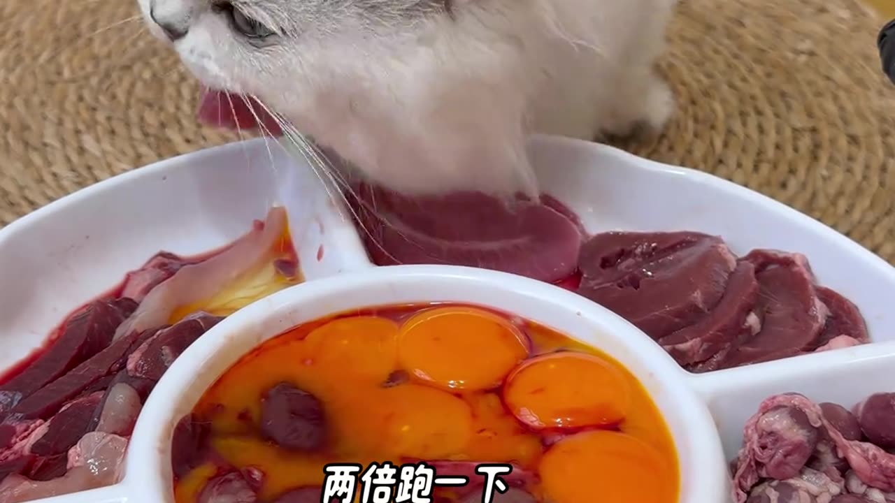A cat in China that only eats wine and meat 😕