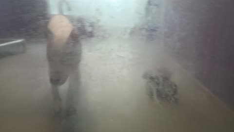 Angus 9mos. Pet Id 948459 kennel big room 1 HSSAZ shelter quiet, hunger 4 kibble wanes20250711_575