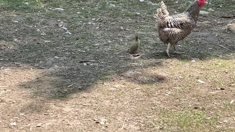 Baby Ducky 🐥