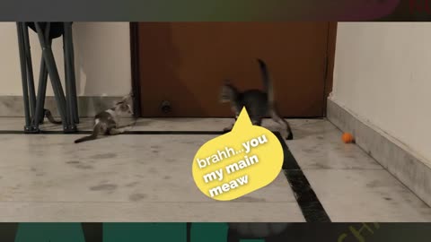 29th July Kitten Vlogs Patch put back in his place by Alt