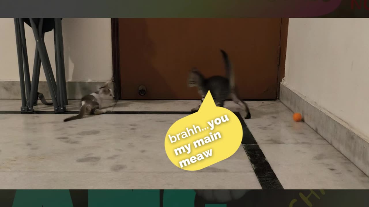 29th July Kitten Vlogs Patch put back in his place by Alt