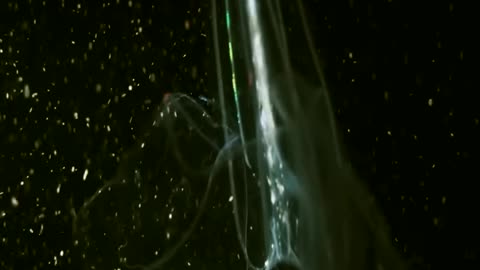 Joe Rogan “HORRIFYING Creatures Lurking in the Deep Sea”