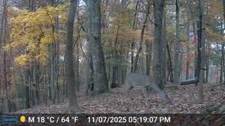 The Woods – 11/08/2025