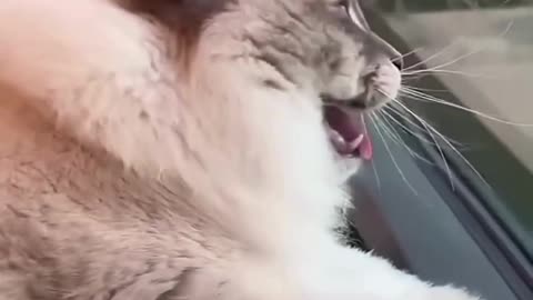 Purrfectly Designed!🌹😍👌 😻🐾 Adorable😍🤣🥰 Cat Videos #with# Creative#