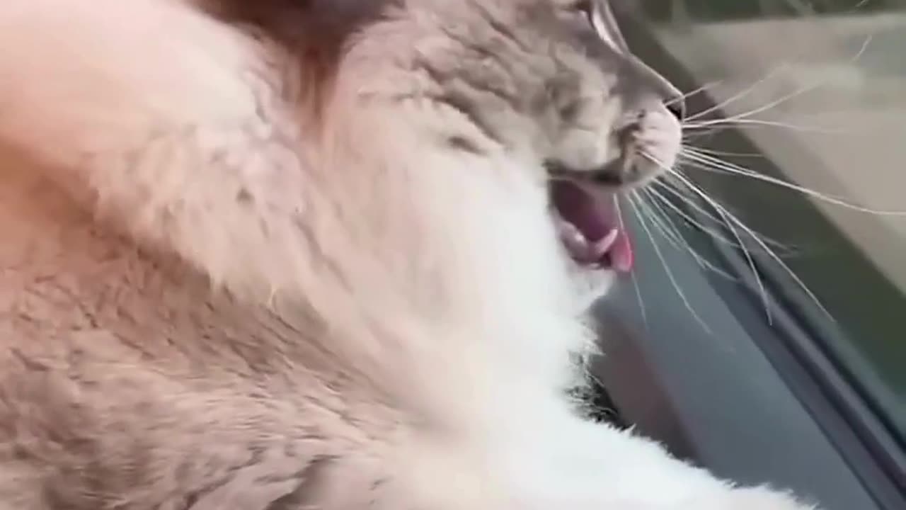 Purrfectly Designed!๐น๐๐ ๐ป๐พ Adorable๐๐คฃ๐ฅฐ Cat Videos #with# Creative#