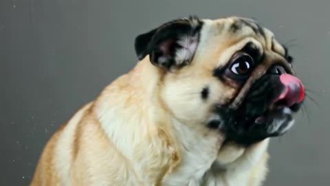 Silly Pug Moments: Funny Beige Pug Licking the