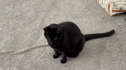 Cute Precious Piper is a Purse Guard - My Adopted Shelter Cat Vlog 
