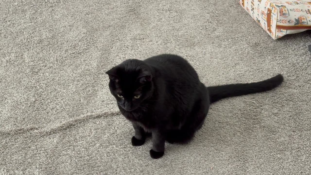 Cute Precious Piper is a Purse Guard - My Adopted Shelter Cat Vlog