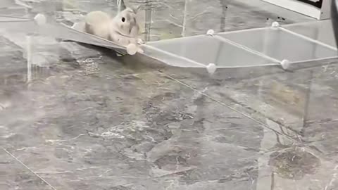 funny rabbit behavior