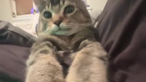 "Cat Breaks Into Gangnam Style Dance! 🕺🐾 | Feline Dance Party"