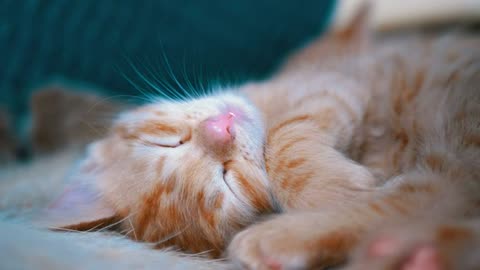 “Adorable Cute Cat Moments That Will Melt Your Heart!”