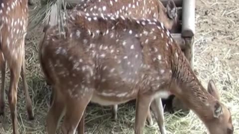deer