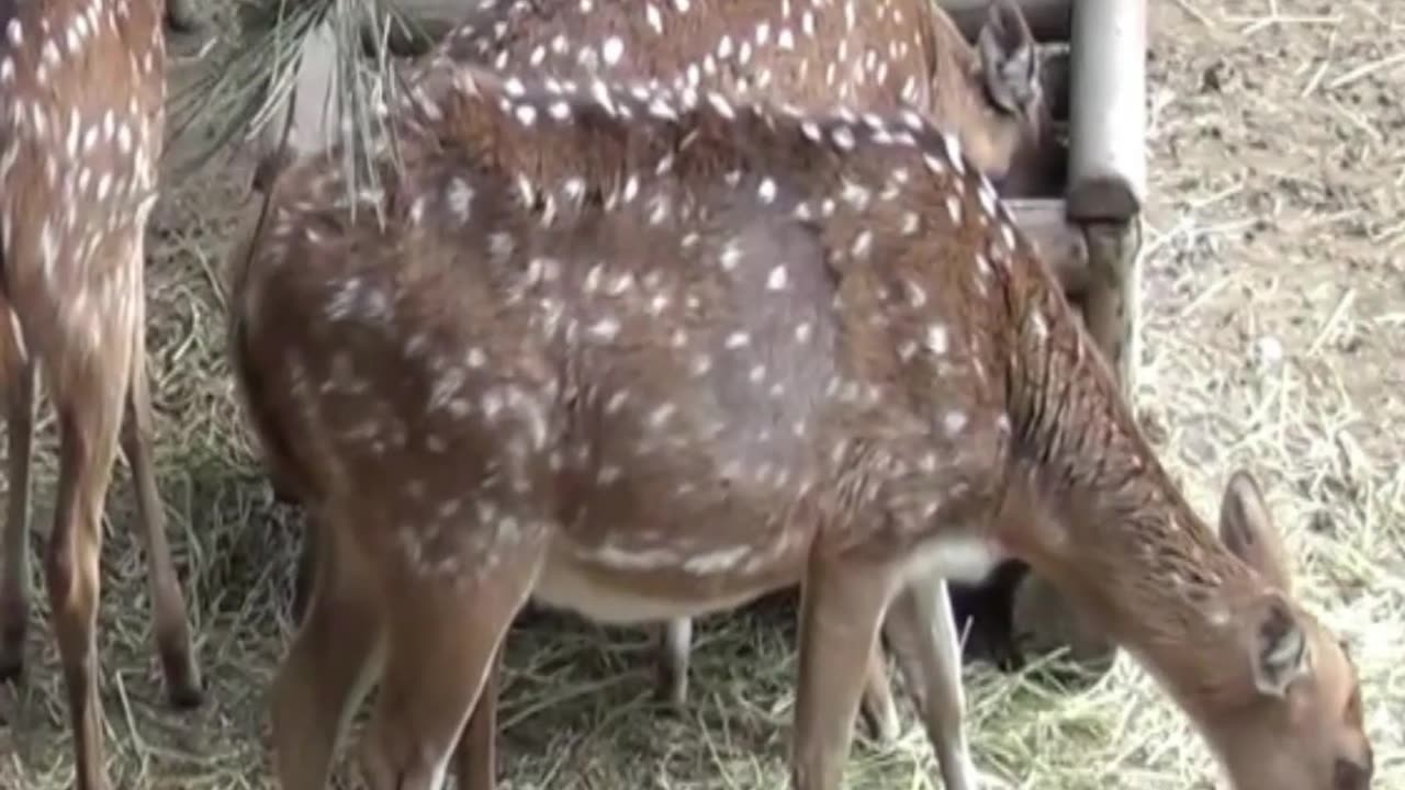 deer