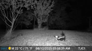 Skunk and Young Opossum