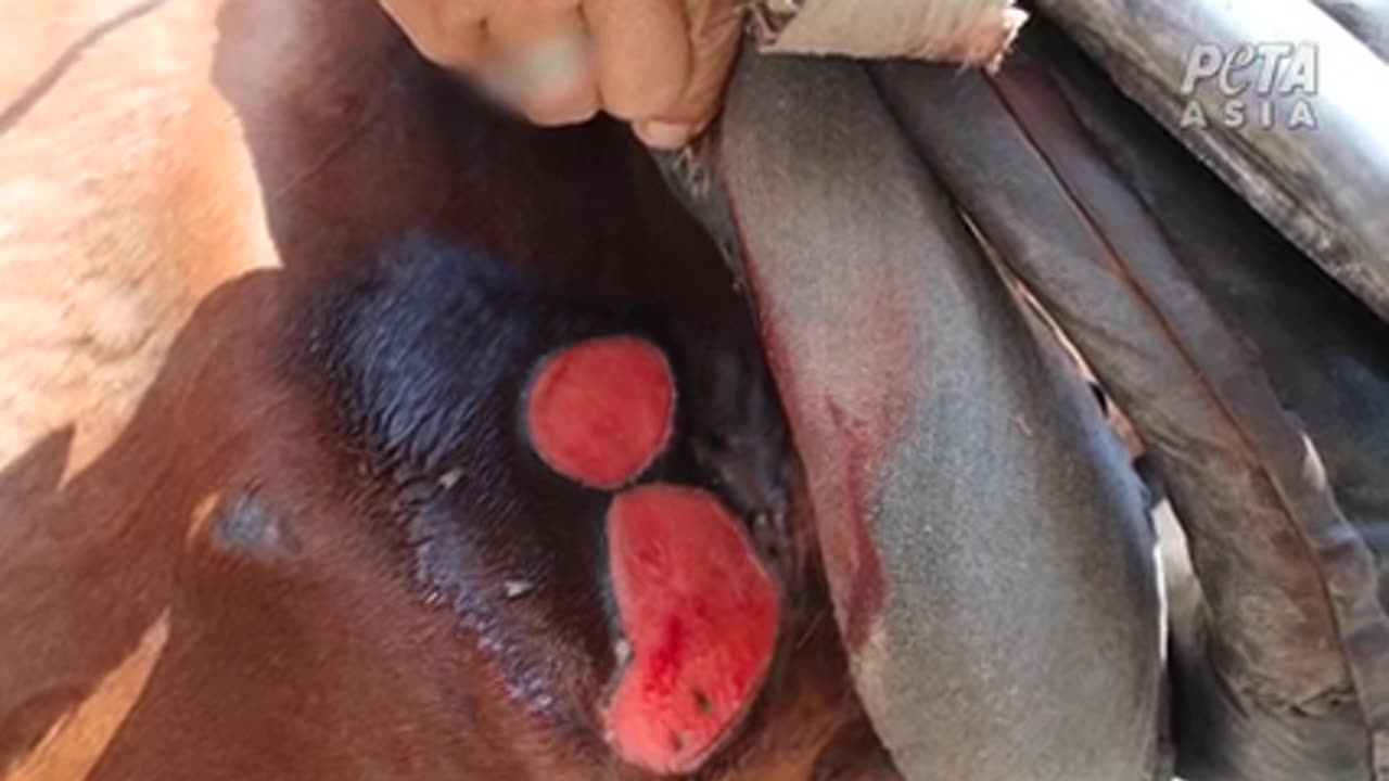 Egypt: Horses whipped and camels beaten until they collapse