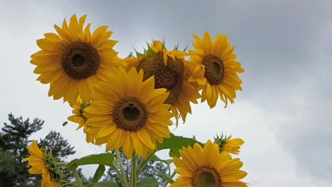 Sunflowers