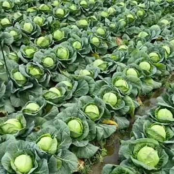 Beautiful Cabbage Farm Vegetables Satisfying video #satisfying #short #agriculture