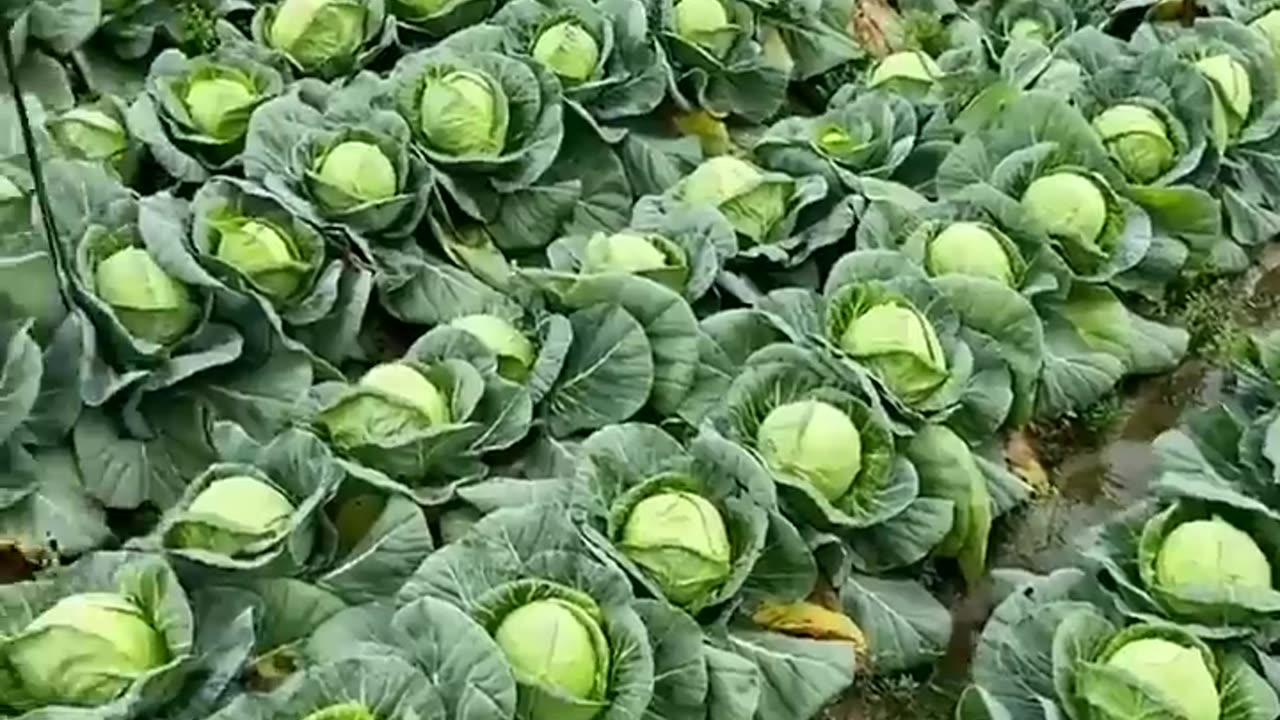 Beautiful Cabbage Farm Vegetables Satisfying video #satisfying #short #agriculture