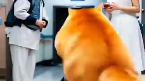 Funny cats prefer help in lettle boy