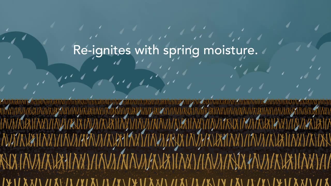 Ask A Nufarmer - Spring Weed Control in the Fall