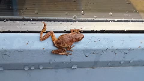 Spring Peeper