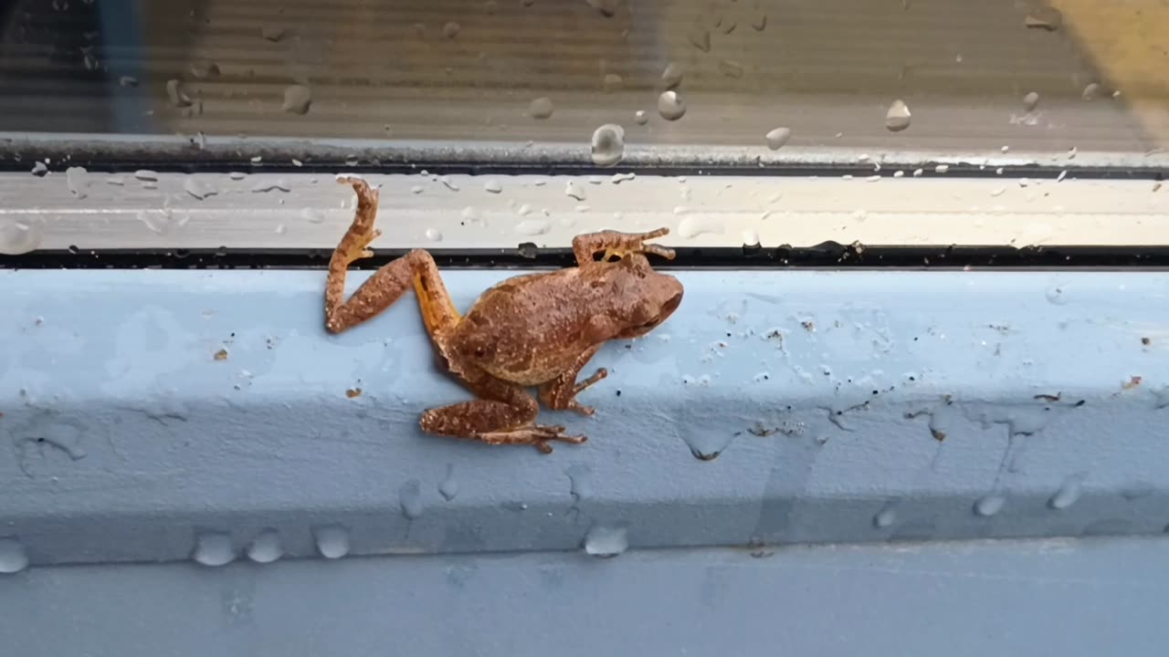 Spring Peeper