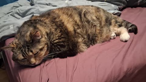 Utterly Relaxing: The Most Adorable Slow-Ped Cat Morning You’ll See