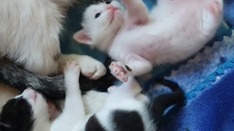 Gattini appena nati con la loro mamma – Momenti teneri e dolci
