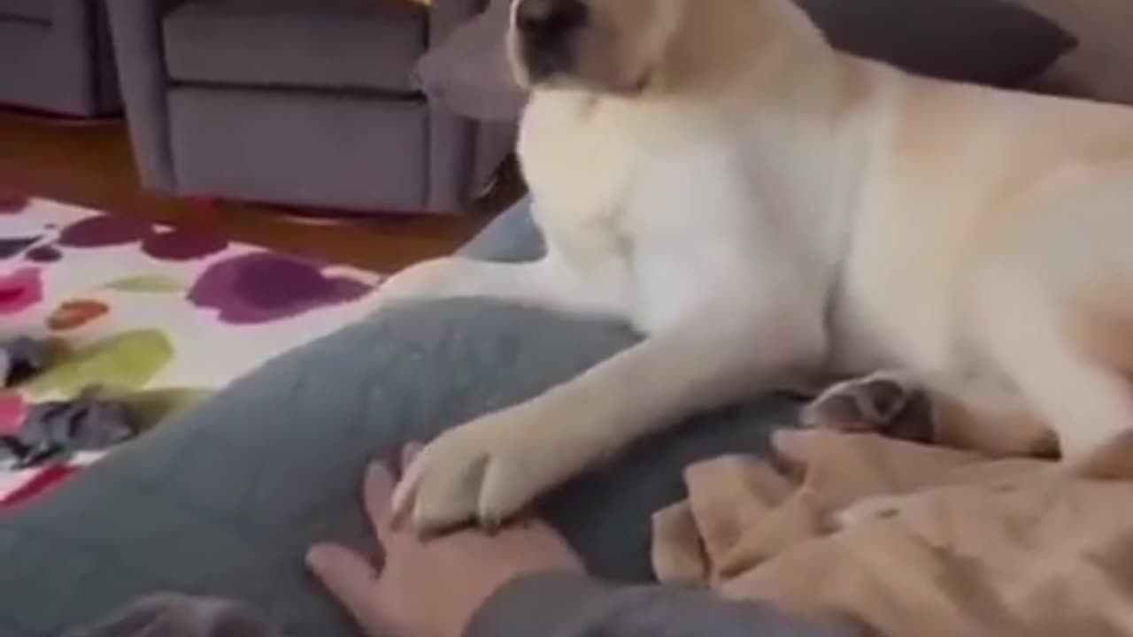 From curiosity to total amazement: this little dog's face says it all 😆.