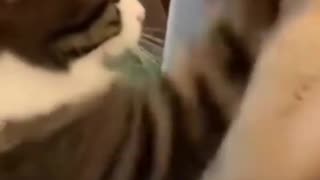 😂🐶 He Loves the Box More Than Fish! | FunFM