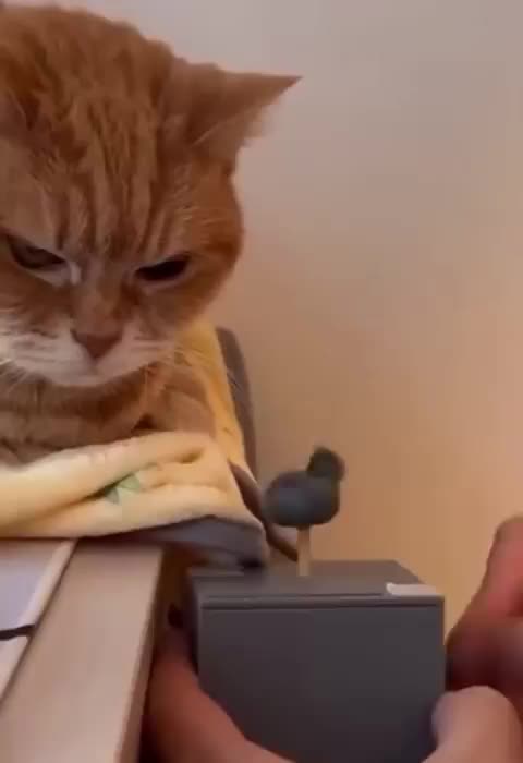 This toy stinks and I am not impressed