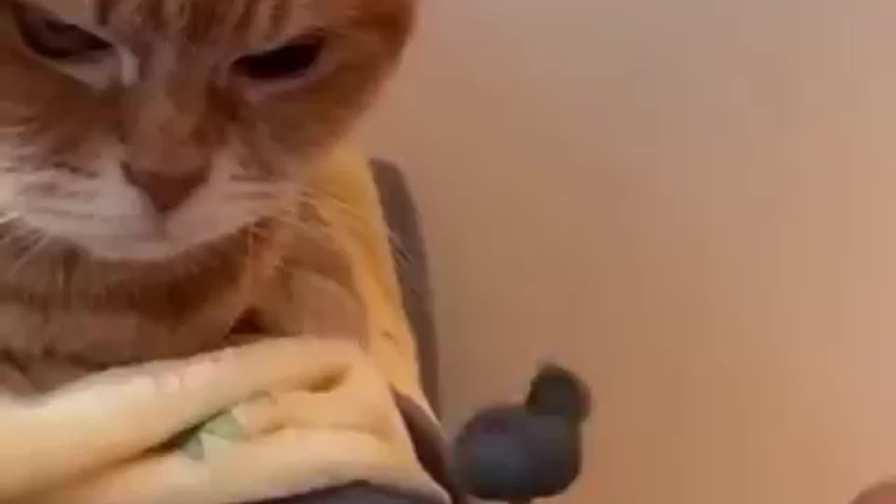 This toy stinks and I am not impressed