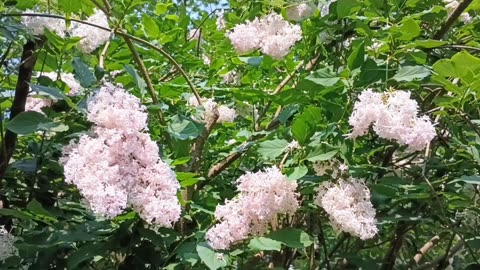 Lilacs