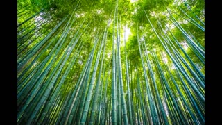 Lord Winter - Bamboo