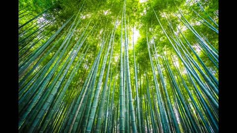 Lord Winter - Bamboo