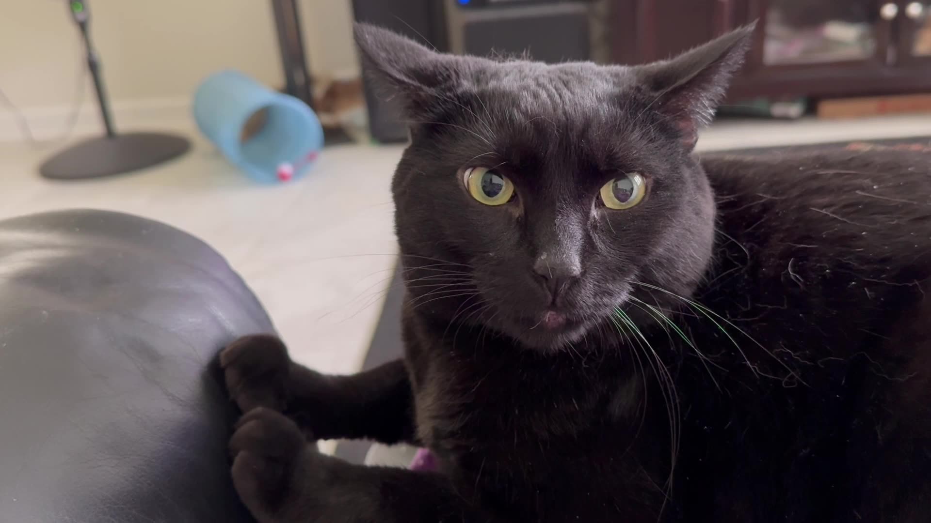 Cute Precious Piper Keeps Her Arms Nice and Strong - My Adopted Shelter Cat Vlog