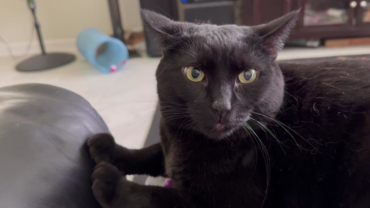 Cute Precious Piper Keeps Her Arms Nice and Strong - My Adopted Shelter Cat Vlog