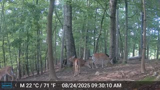 The Woods – 08/24/2025