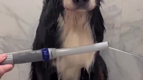 😂🐶 This Dog's Spa Day is EVERYTHING! | FunFM