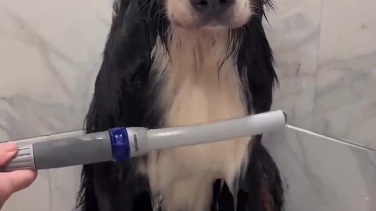 😂🐶 This Dog's Spa Day is EVERYTHING! | FunFM