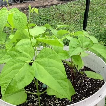 Bush and pole bean update.